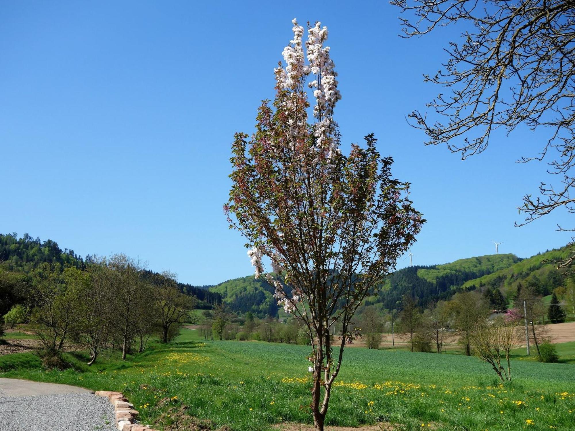 Ferienwohnungen Braun Seelbach  Exterior foto